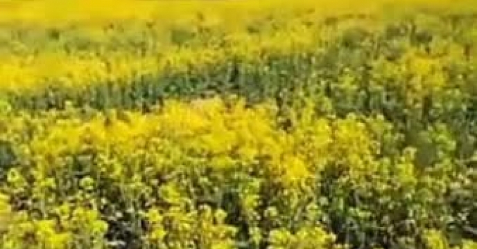 توزیع مقدار11تن انواع کود کشاورزی یارانه ای از طریق سامانه پایش مواد کودی برای محصول   کشاورزان کلزا کار شهرستان  گمیشان در فروردین ماه سال جاری